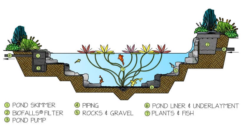 Ecosystem Pond Diagram